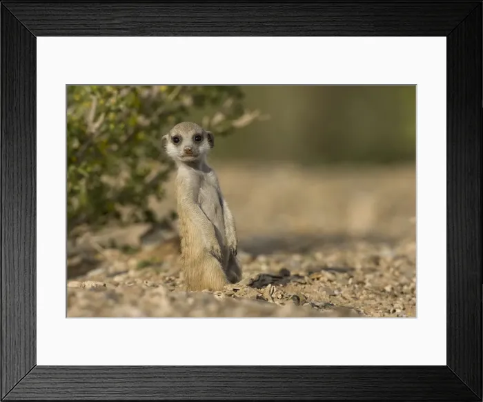 Framed Print : DDE-90021577 Framed Print : DDE-90021577