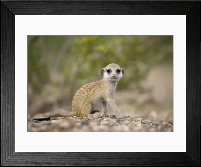 Framed Print : DDE-90021576