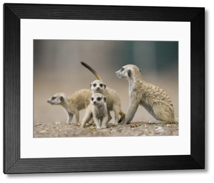 Framed Print : DDE-90021579 Framed Print : DDE-90021579