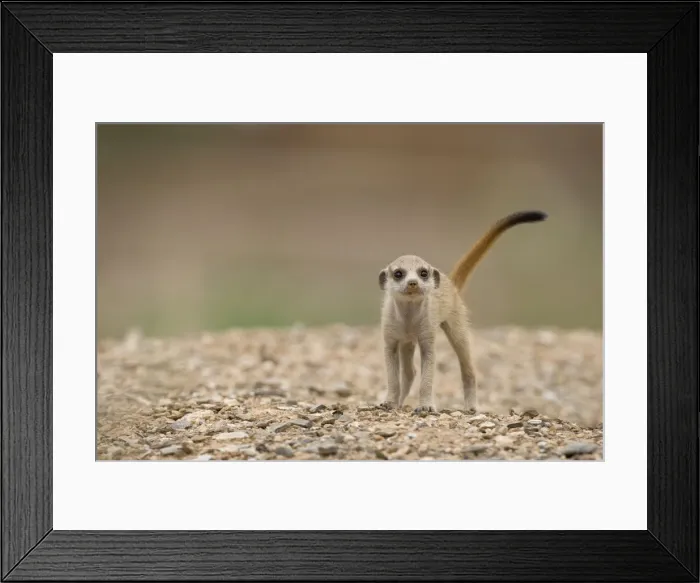 Framed Print : DDE-90021578 Framed Print : DDE-90021578