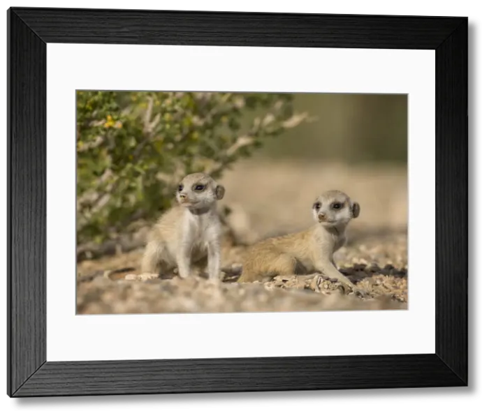 Framed Print : DDE-90021581 Framed Print : DDE-90021581