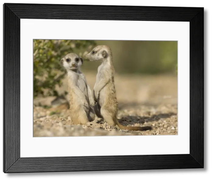 Framed Print : DDE-90021580 Framed Print : DDE-90021580