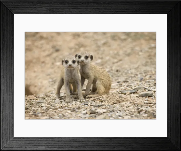 Framed Print : DDE-90021583 Framed Print : DDE-90021583