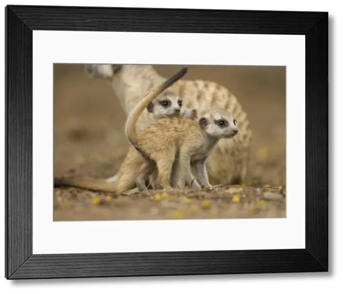 Framed Print : DDE-90021584 Framed Print : DDE-90021584