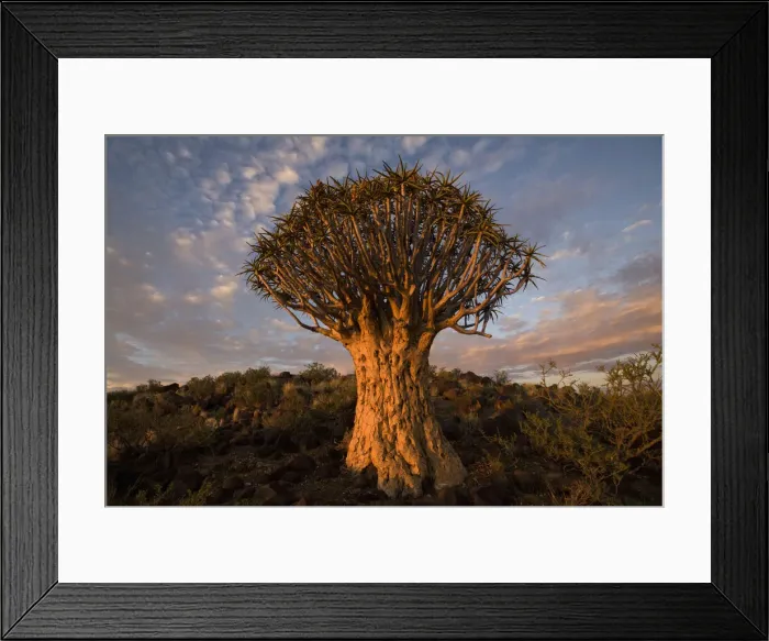 Framed Print : DDE-90021585 Framed Print : DDE-90021585