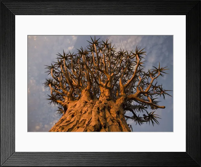 Framed Print : DDE-90021586 Framed Print : DDE-90021586