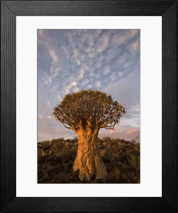 Framed Print : DDE-90021587 Framed Print : DDE-90021587