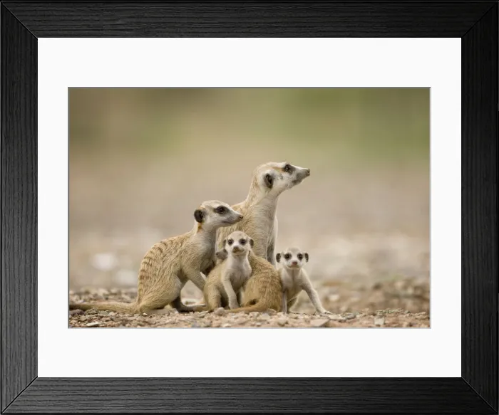 Framed Print : DDE-90021582 Framed Print : DDE-90021582