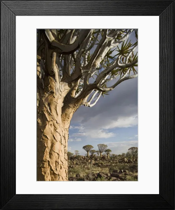 Framed Print : DDE-90021589 Framed Print : DDE-90021589