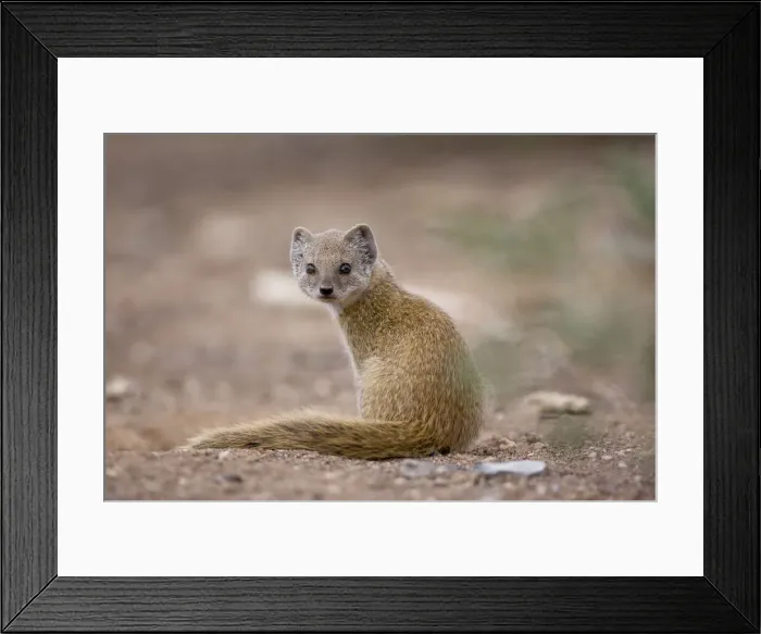 Framed Print : DDE-90021590