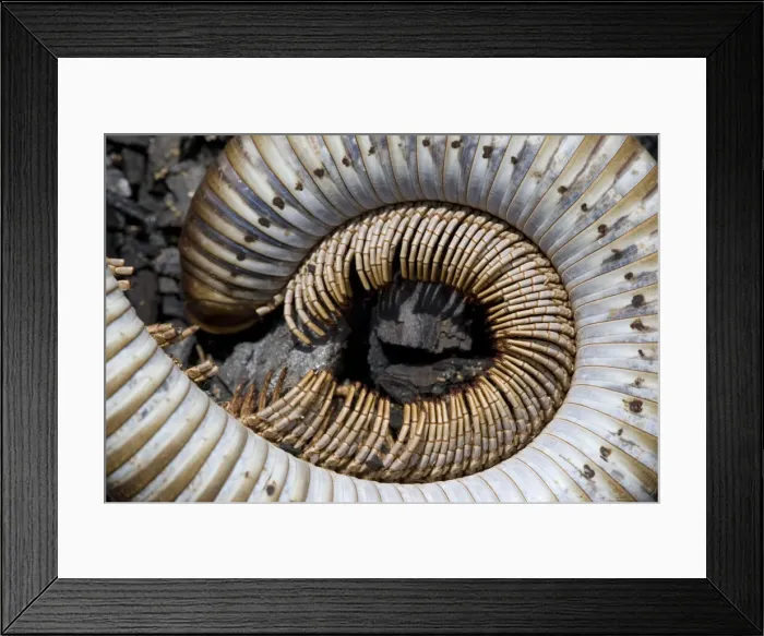Framed Print : DDE-90021593 Framed Print : DDE-90021593