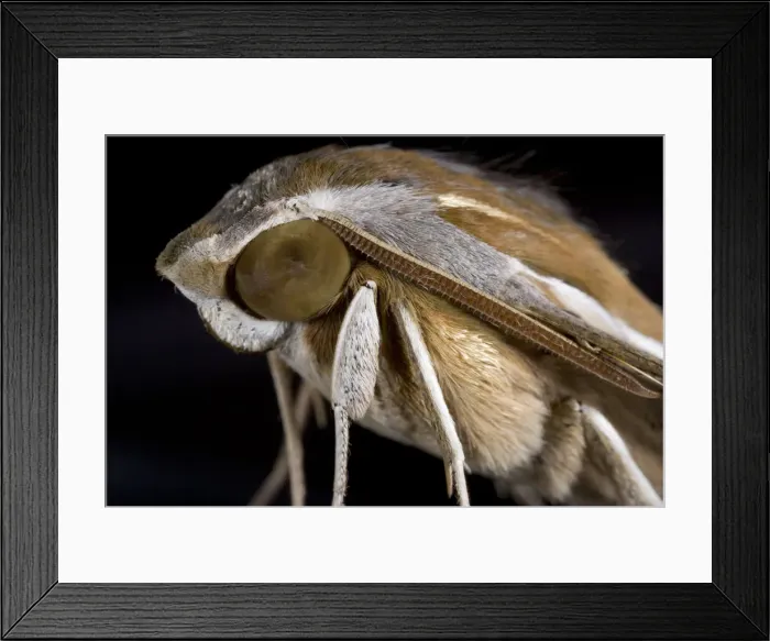 Framed Print : DDE-90021594 Framed Print : DDE-90021594