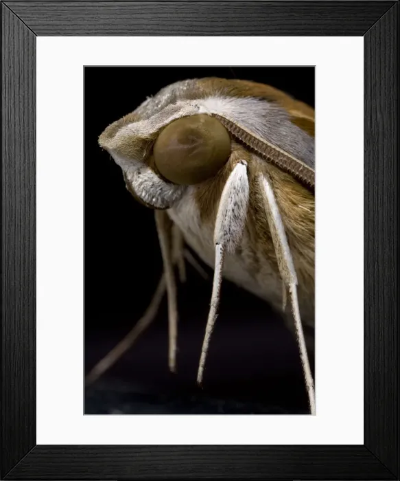 Framed Print : DDE-90021595 Framed Print : DDE-90021595
