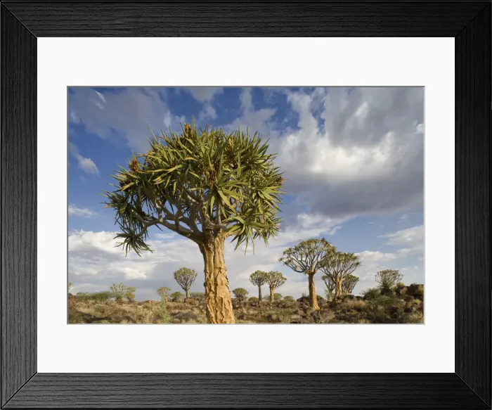 Framed Print : DDE-90021588 Framed Print : DDE-90021588