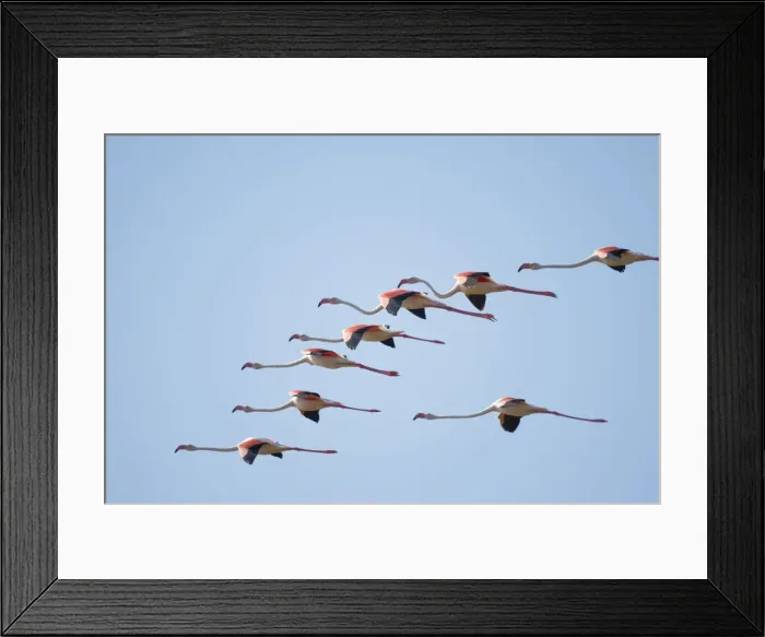 Framed Print : DDE-90021599 Framed Print : DDE-90021599