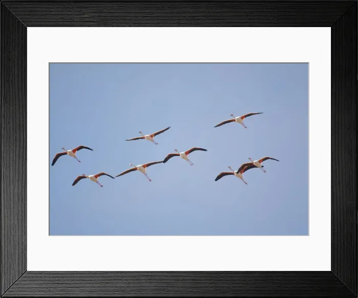 Framed Print : DDE-90021601 Framed Print : DDE-90021601