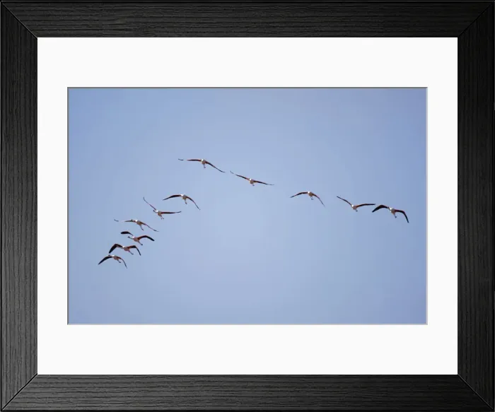 Framed Print : DDE-90021600 Framed Print : DDE-90021600