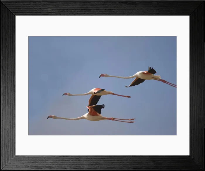 Framed Print : DDE-90021602 Framed Print : DDE-90021602