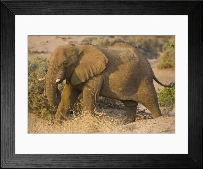 Framed Print : DDE-90021613 Framed Print : DDE-90021613