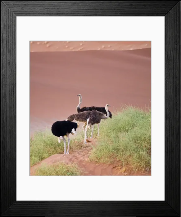 Framed Print : DDE-90021621 Framed Print : DDE-90021621
