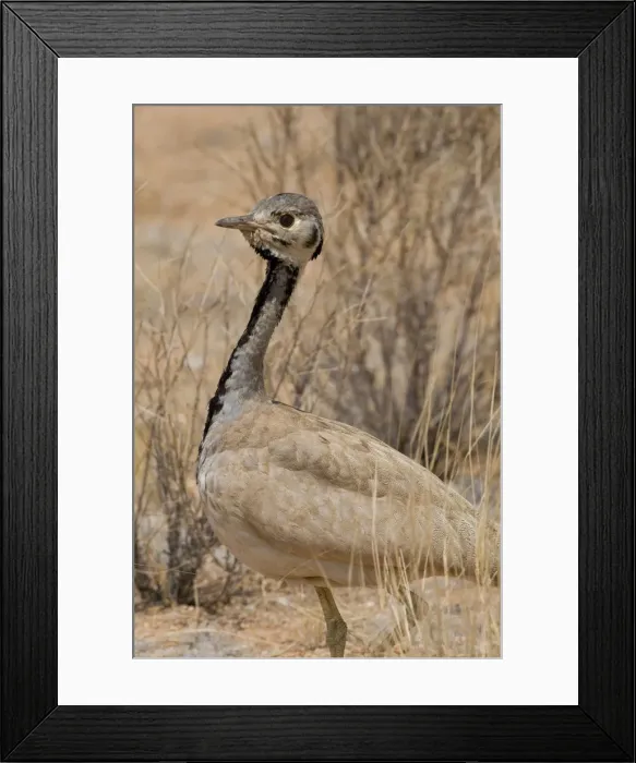 Framed Print : DDE-90021623 Framed Print : DDE-90021623