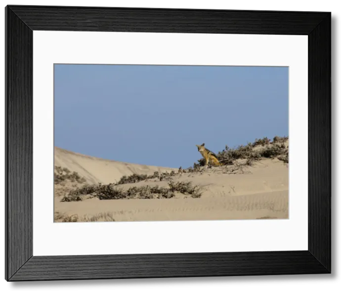 Framed Print : DDE-90021624 Framed Print : DDE-90021624