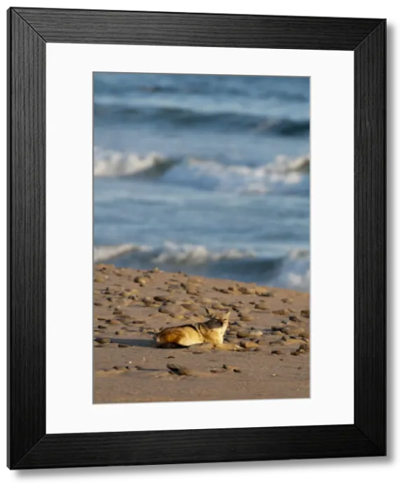 Framed Print : DDE-90021625 Framed Print : DDE-90021625