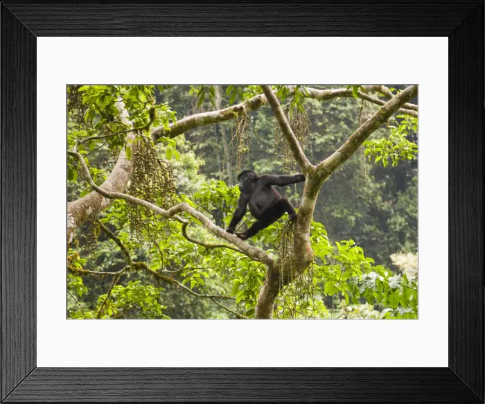 Framed Print : DDE-90021635 Framed Print : DDE-90021635