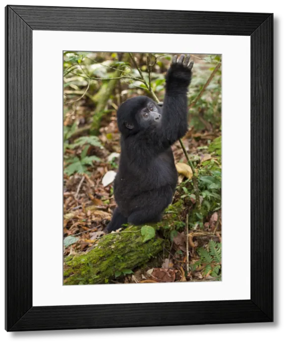 Framed Print : DDE-90021636 Framed Print : DDE-90021636