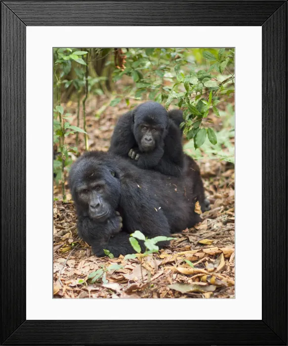 Framed Print : DDE-90021637