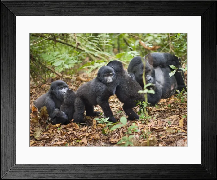 Framed Print : DDE-90021638 Framed Print : DDE-90021638