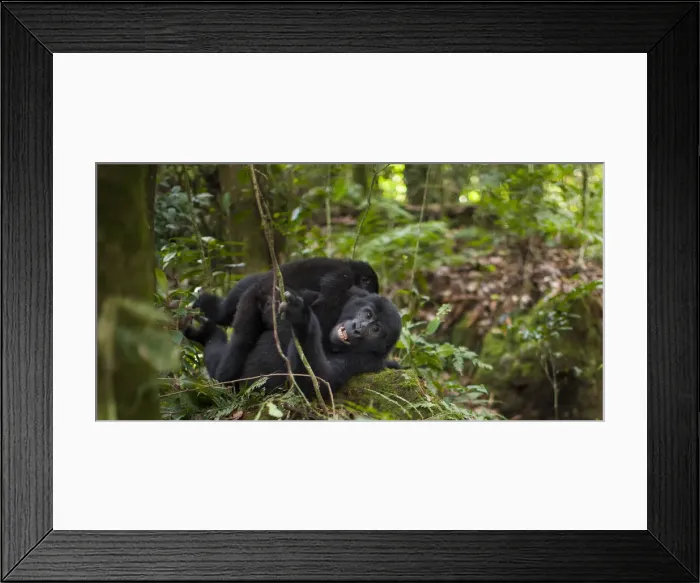 Framed Print : DDE-90021639 Framed Print : DDE-90021639