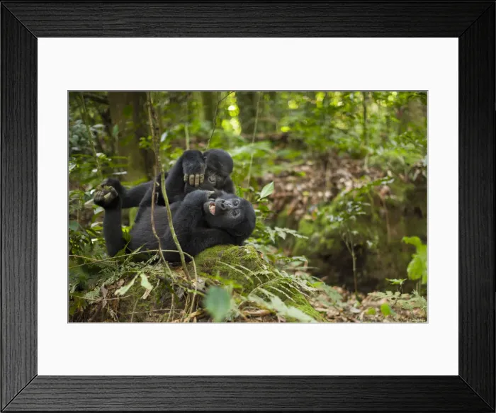 Framed Print : DDE-90021640 Framed Print : DDE-90021640
