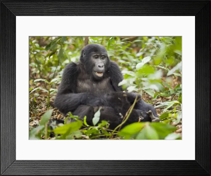 Framed Print : DDE-90021641 Framed Print : DDE-90021641