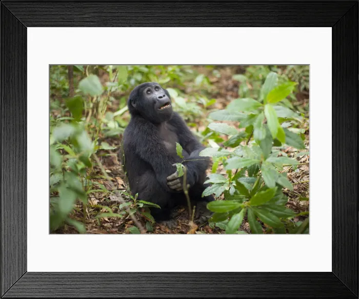 Framed Print : DDE-90021642 Framed Print : DDE-90021642