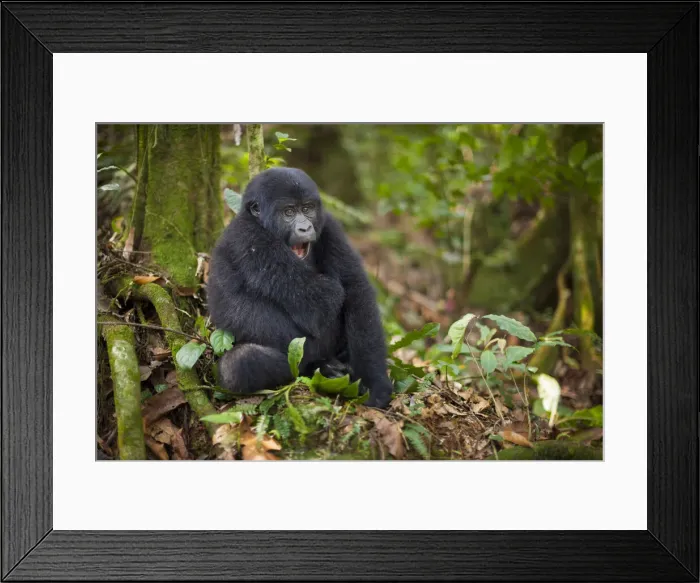 Framed Print : DDE-90021643 Framed Print : DDE-90021643