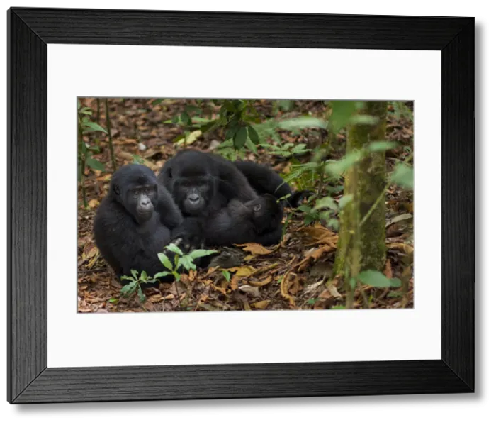 Framed Print : DDE-90021644