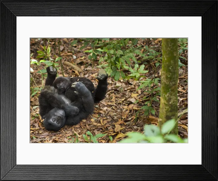 Framed Print : DDE-90021645 Framed Print : DDE-90021645