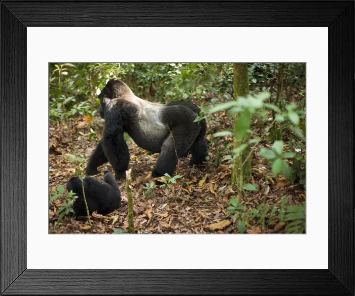Framed Print : DDE-90021646 Framed Print : DDE-90021646