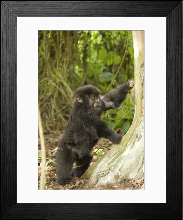 Framed Print : DDE-90021647 Framed Print : DDE-90021647