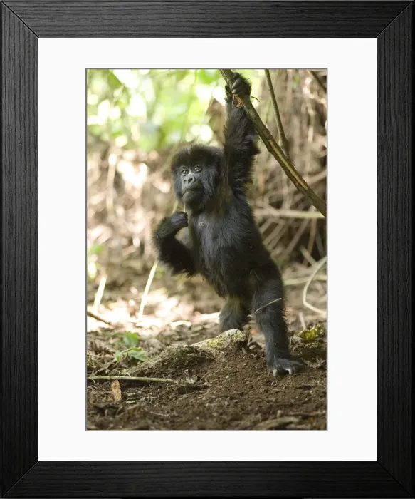 Framed Print : DDE-90021648 Framed Print : DDE-90021648