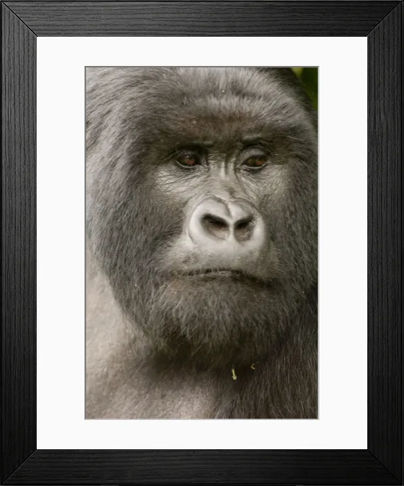 Framed Print : DDE-90021649 Framed Print : DDE-90021649