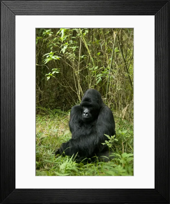 Framed Print : DDE-90021651 Framed Print : DDE-90021651