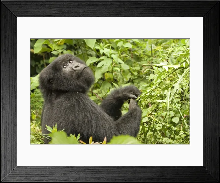 Framed Print : DDE-90021650 Framed Print : DDE-90021650