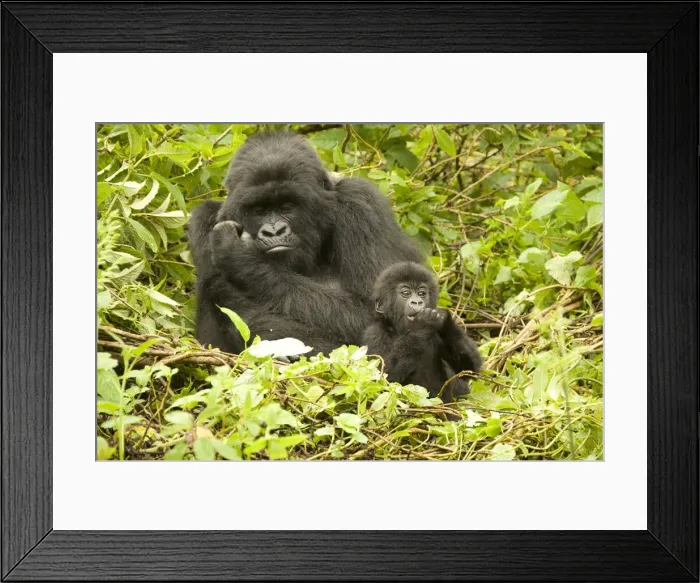 Framed Print : DDE-90021652 Framed Print : DDE-90021652