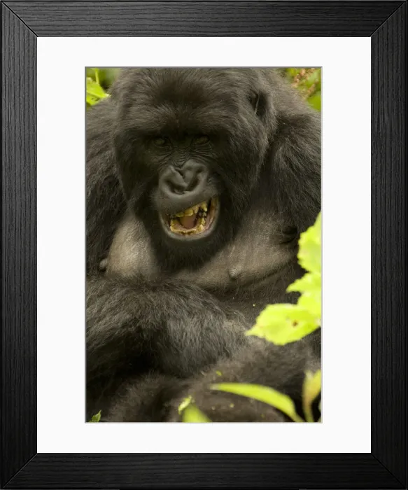Framed Print : DDE-90021654 Framed Print : DDE-90021654