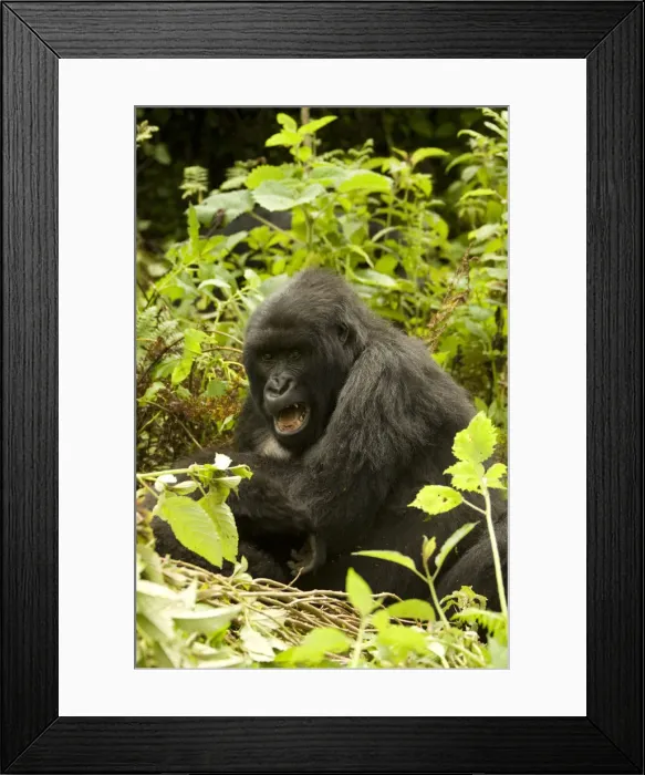 Framed Print : DDE-90021653