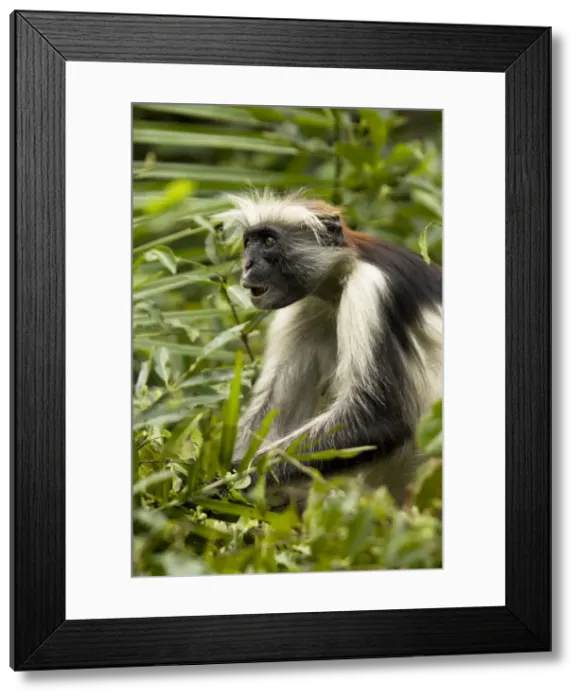 Framed Print : DDE-90021656