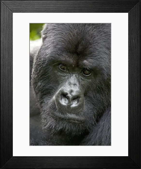 Framed Print : DDE-90021657 Framed Print : DDE-90021657