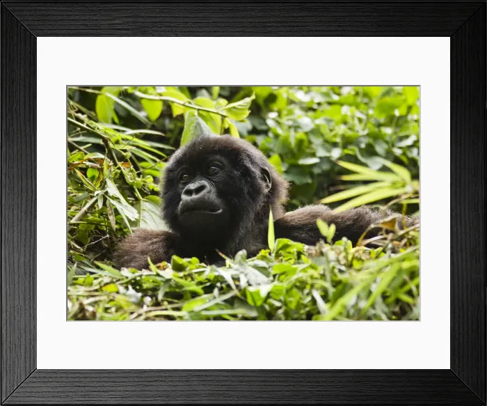 Framed Print : DDE-90021658 Framed Print : DDE-90021658